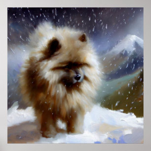 Poster Cão Keeshond