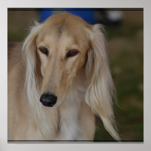 Póster Cão louro de Saluki