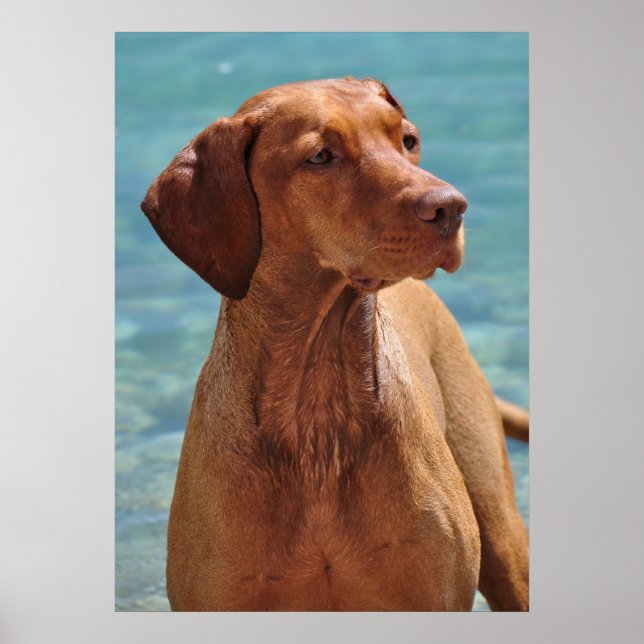 Póster Cão Magyar Vizsla (Frente)