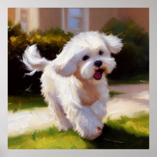 Poster Cão Maltês