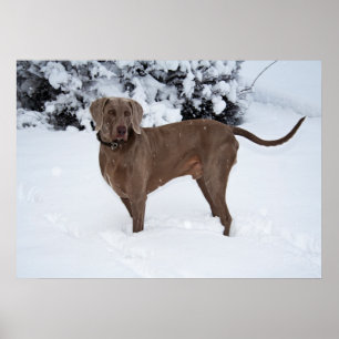 Póster Cão masculino de Weimaraner no inverno