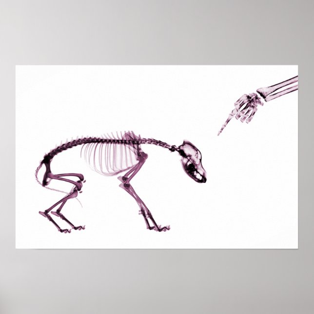 Póster Cão Mau Xray Esqueleto Branco Rosa (Frente)