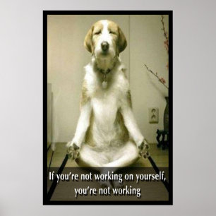 Poster Cão Meditating