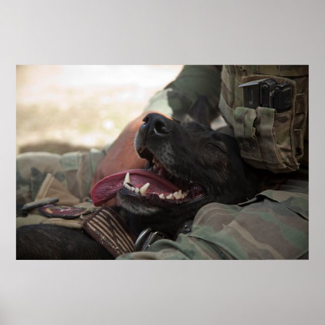 Poster Cão Militar German shepherd sorridente (Frente)
