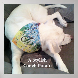 Poster Cão Na moda Branco, Cachorro Branco, Vestido Colo