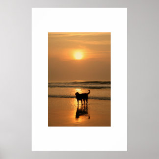 Póster Cão no nascer do sol