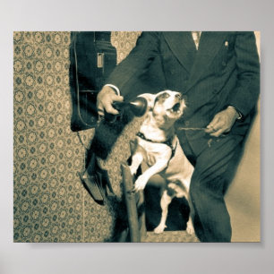 Póster Cão no telefone