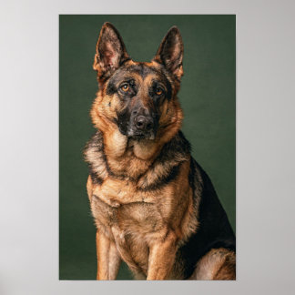 Poster Cão Pastor Alemão Verde Pinho Retrato Estúdio Post
