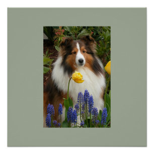 Póster cão pastor de zonas úmidas em flores