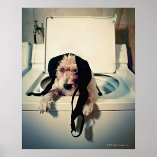 Póster Cão que ajuda para fora com a lavagem