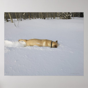 Poster Cão que burrowing na neve