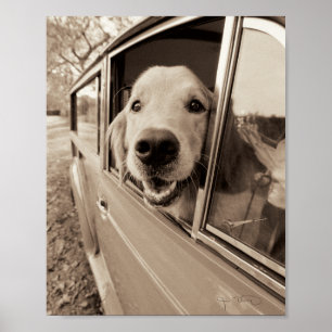 Poster Cão que espreita para fora uma janela de carro
