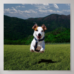Poster Cão que funciona livre - adicione seu próprio