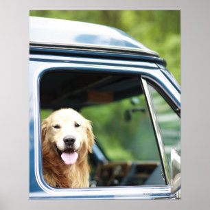 Póster Cão que senta-se no carro