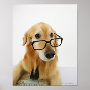 Póster Cão que vestem o laço e vidros que sentam-se na