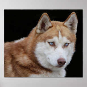 Póster Cão ronco do Alasca