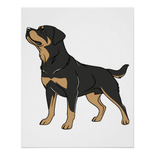 Póster Cão Rottweiler, Cão Rottweiler em Pé