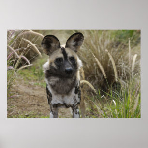 Poster Cão selvagem africano