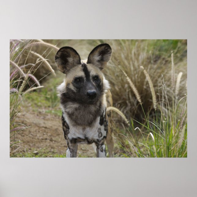 Poster Cão selvagem africano (Frente)