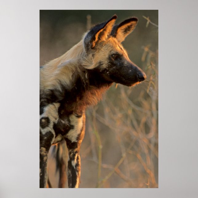 Póster Cão selvagem africano (Lycaon Pictus), Kruger (Frente)