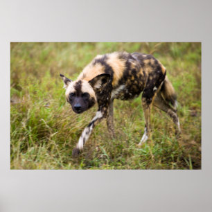 Poster Cão Selvagem Africano (Lycaon Pictus), Madikwe Gam