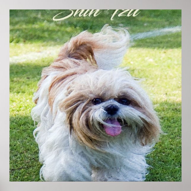 Poster cão Shih Tzu adorável (Frente)