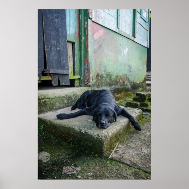 Poster Cão Sonolento (Frente)