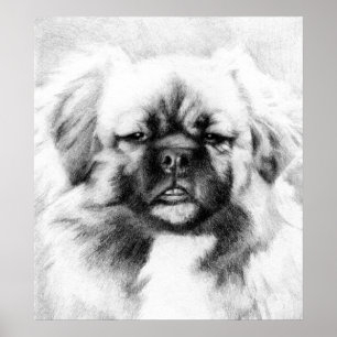 Poster Cão tibetano Potrait do Spaniel