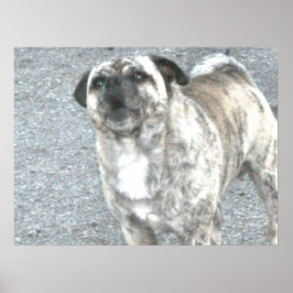 Poster Cão-Touro-Barco