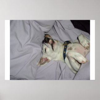 Poster Cão Vampiro