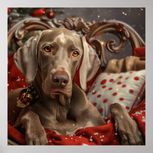 Poster Cão Weimaraner Natal Festivo