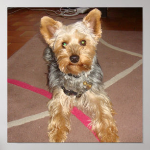 Póster cão "yorkshire terrier "