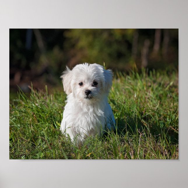 Poster Cãozinho branco bonito (Frente)