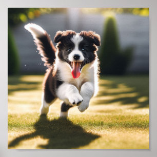 Poster Cãozinho de Collie de Borda