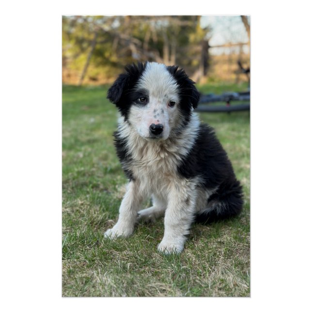 Póster Cãozinho-de-leite (Frente)