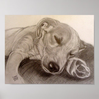 Póster Cãozinho Dormindo