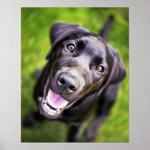 Póster Cãozinho labrador preto olhando para cima, perto