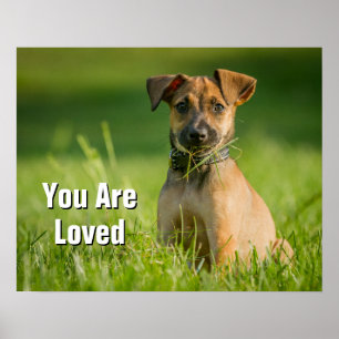 Poster Cãozinho Na Grama