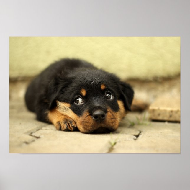 Poster Cãozinho-rosquinhas (Frente)
