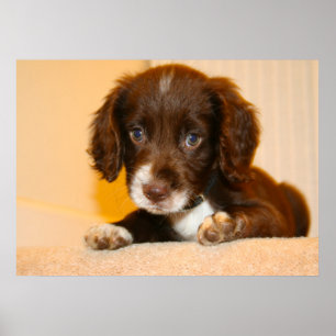 Poster Cãozinho Springer Cocker Spaniel cruzado