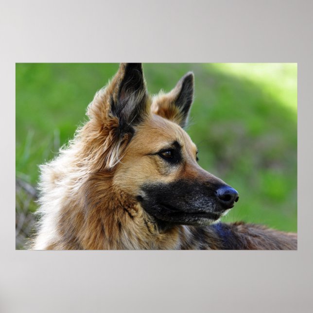 Poster Capa do german shepherd (Frente)