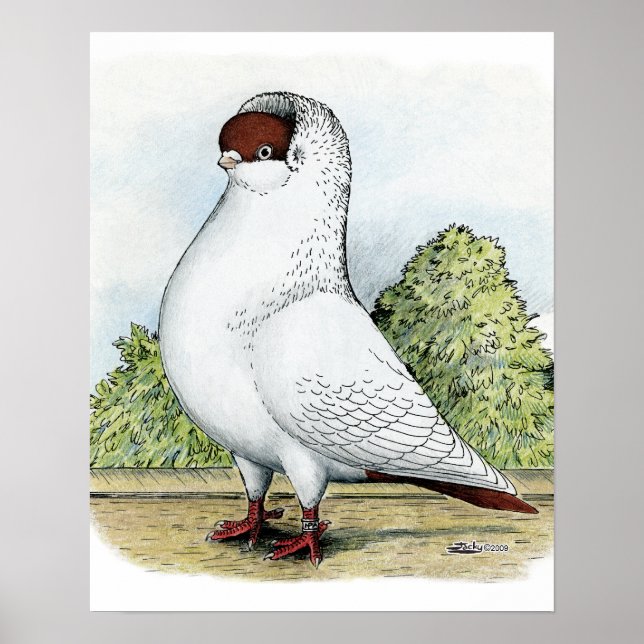 Poster Capacete: Pombo Vermelho (Frente)