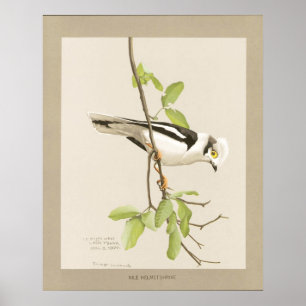 Póster Capacete Shrike de Nile