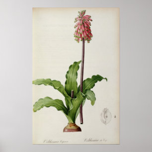 Póster Capensis de Veltheimia, de "Les Liliacees", c.1805