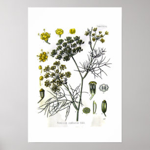 Póster Capillaceum do Foeniculum (erva-doce)