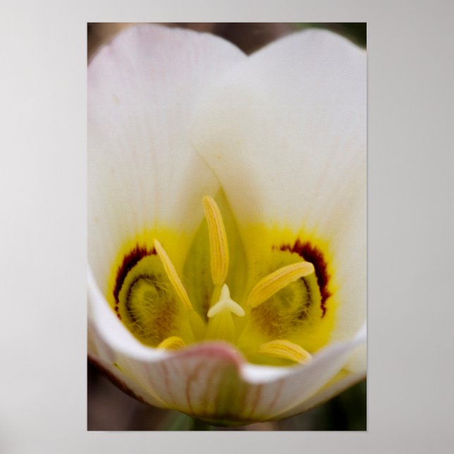 Póster Capitol Reef National Park, Utah, EUA 2 (Frente)