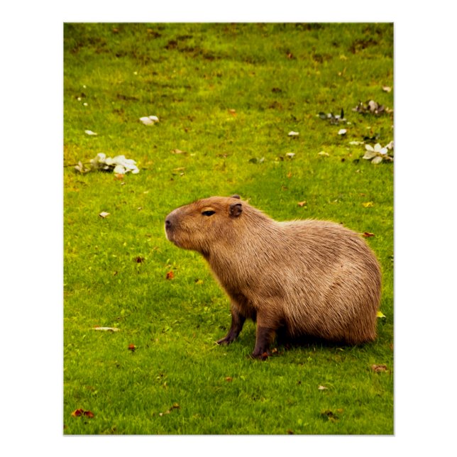Póster Capivara (Frente)