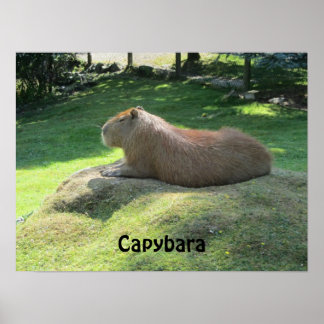 Poster Capivara - Grande Roedor