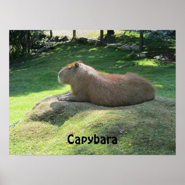 Poster Capivara - Grande Roedor (Frente)