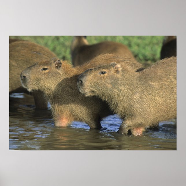 Póster Capivara, Hydrochaeris hydrochaeris), mundo's (Frente)